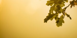 Oak leaves on a single branch with brilliant sun and yellow sky in backround