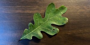 Oak leaf with vibrant veins on a dark brown table